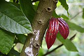 Cocoa pod on the tree, Guadeloupe, French West Indies