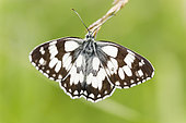 Marbled White butterfly (Melanargia galathea) on a grass, Alsace, France
