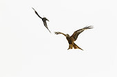 Red Kite (Milvus milvus) adult, in flight, being mobbed by Carrion Crow (Corvus corone), Alsace, France