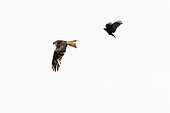 Red Kite (Milvus milvus) adult, in flight, being mobbed by Carrion Crow (Corvus corone), Alsace, France