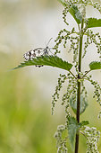 Marbled White butterfly (Melanargia galathea) on Nettle (Urtica sp), Alsace, France