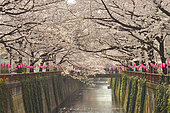 Japanese flowering cherry trees (Prunus serrulata) in bloom, Naka Meguro Canal, Tokyo, Japan