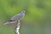 Eurasian Collared Dove (Streptopelia decaocto) on a branch, Spain