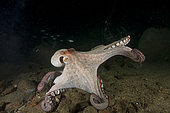 Common Octopus (Octopus vulgaris) moving between blocks of pink granite in Ploumanac'h, Brittany, France