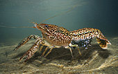 Marbled Crayfish, Procambarus fallax. Female with eggs. Many individuals have reached wild environments through human negligence and have occasionally creating stable population with desastrous results. It's an highly invasive plague that disrupts native systems where it has been introduced. From Everglades, Florida, USA. Composite image
