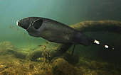 Black ghost knifefish, Apteronotus albifrons. They live on freshwater habitats in South America from Venezuela to Paraguay, including Amazonas basin. Are weakly electric fish that use an electric organ and receptors distributed over the length of their body in order to locate preys. Much of its natural diet is insect larvae. While some fish can only receive electric signals, the black ghost knifefish can both produce and sense the electrical impulses. From Amazon Basin of Peru. Composite image