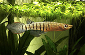Striped Panchax, Apocheilus lineatus. Wild colour form. They occour in Asia, from Pakistan to the Philippines. They live near the surface and feed on mosquito larvae, small fish and small animals that fall into the water. They are very common in aquarium because they are one of the most resistant killifish in captivity. Portugal