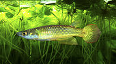 Striped Panchax (Apocheilus lineatus). Gold colour variety. They occour in Asia, from Pakistan to the Philippines. They live near the surface and feed on mosquito larvae, small fish and small animals that fall into the water. They are very common in aquarium because they are one of the most resistant killifish in captivity. Portugal