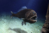 Poisson-ogre (Anoplogaster cornuta), Açores. La taille maximale de cette espèce ne dépasse pas 18 cm. Fréquente les eaux profondes des toutes les mers tropicales et tempérées entre - 2000 et - 5000 m. Image composite