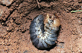 Common cockchafer or European cockchafer, Melolontha melolontha, larvae underground. After mating, females lay around 20 eggs in soft soil. After 4-6 weeks the larvae hatches out. It takes 3-4 years for the larvae to become fully developed, and they burrow deeper into the soil each winter to hibernate. The larvae can be serious pests of grasses and cereals, as they live in the soil feeding on roots. They also attack other garden plants and vegetables. Portugal