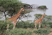 Rothschild Giraffe (Giraffa camelopardalis rothschildi), Baringo Lake Reserve, Kenya