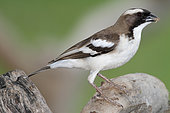 White-browed Sparrow-weaver (Plocepasser mahali) on a branch, Lake Baringo, Kenya