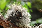 North American Porcupine, Canadian Porcupine or Common Porcupine (Erethizon dorsatum), North American species, captive, North Rhine-Westphalia, Germany, Europe