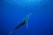 Humpback whale (Megaptera novaeangliae) and snorkeler, Rurutu Island, Austral Archipelago, French Polynesia.