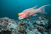 Mexican hogfish (Bodianus diplotaenia) male hunting around Malpelo Island, Tropical Eastern Pacific of Colombia.