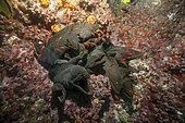 Gathering of Speckled Moray eels (Gymnothorax dovii) in a rock crevice, 'Malpelo Island, Tropical Eastern Pacific of Colombia.