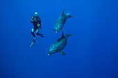 Diver and bottlenose dolphin (Tursiops truncatus), Rangiroa, Tuamotu, French Polynesia