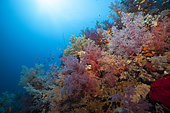 Coral reef covered with Soft coral, Suakin Archipelago, Sudan, Red Sea.