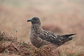 Great skua (Stercorarius skua) on ground, Runde island, Norway