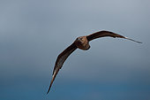 Great skua (Stercorarius skua) in flight, Runde island, Norway