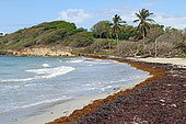 Stranding of Sargasso on the beach of Saint Felix, commune of Gosier, Guadeloupe, French West Indies, May 2018