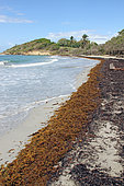 Stranding of Sargasso on the beach of Saint Felix, commune of Gosier, Guadeloupe, French West Indies, May 2018