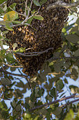 Honey bee swarm (Apis mellifera), National Nature Reserve of Plaine des Maures, Vidauban, Var, France
