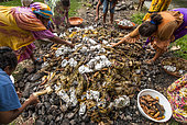 Kanak women taking food cooked in the traditional oven Kanak with braising. Feast of the new yam. Tribe of Gohapin. New Caledonia.