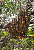 Honey bee (Apis mellifera), Honeycomb on a branch of Gaiac, New Caledonia