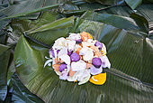Kanak traditional dish before cooking in banana leaves, bougna, traditional dish kanak stewed and accompanied by meat. Feast of the new yam. Tribe of Gohapin. New Caledonia.