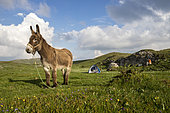 Donkey on the plateau of Font d'Urle, Vercors Regional Natural Park, France