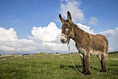 Donkey on the plateau of Font d'Urle, Vercors Regional Natural Park, France