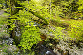 Brudour stream, Font d'Urle, Vercors Massif, Bouvante, Drôme, France