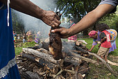 Hands holding a Insular flying fox (Pteropus tonganus) in front of a fire. Feast of the new yam. Tribe of Gohapin. New Caledonia.