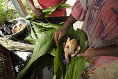 Giant Imperial Pigeon (Ducula goliath) wrapped in leaves for cooking. Endemic species. Common name: Notou. Feast of the new yam. Tribe of Gohapin. New Caledonia.