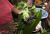 Insular flying fox (Pteropus tonganus) wrapped in leaves for cooking. Feast of the new yam. Tribe of Gohapin. New Caledonia.