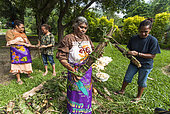 Kanak women preparing yams for cooking. Feast of the new yam. Tribe of Gohapin. New Caledonia.
