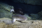 Nurse shark (Ginglymostoma cirratum) and Blotched fantail ray (Taeniura meyeni) at the entrance of the cave, Mayotte