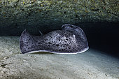 Blotched fantail ray (Taeniura meyeni) at the entrance to the cavity at the bottom of the second wall at a depth of 70 meters, Mayotte