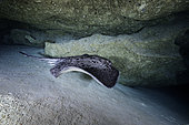 Blotched fantail ray (Taeniura meyeni) at the entrance of the cave, Mayotte