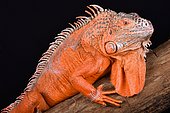The green iguana (Iguana iguana) is a giant herbivorous lizard species found across Central and South America and into the Caribbean islands.