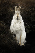 Mountain Hare (Lepus timidus) sat bolt upright in the Peak District, UK.