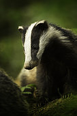 A young European Badger (Meles meles) rests briefly in the Peak District National Park, UK. 1st place at BWPA 2018(British Wildlife Photographer Awards).