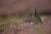 A Red Grouse (Lagopus lagopus scoticus) on the Heather Moorlands in the Peak District National Park, UK.
