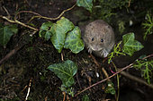 A Bank Vole (Myodes glareolus) perches on some Ivy shortly after emerging for the night.