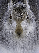 A portrait of a Mountain Hare (Lepus timidus) in the Cairngorms National Park, UK.