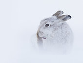 A Mountain Hare (Lepus timidus) preens in the Cairngorms National Park, UK.
