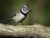 A Crested Tit (Lophophanes cristatus) perches in the Caledonian Forest, Cairngorms National Park, UK.