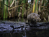 A Water Vole (Arvicola amphibius) marks his territory on a latrine, Peak District National Park, UK.