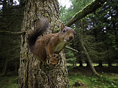 A curious Red Squirrel (Sciurus vulgaris) perches to observe the photographer, Yorkshire Dales, UK.